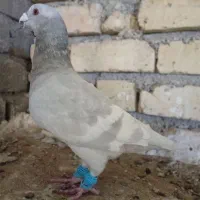 کبوتر   روزگاری