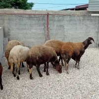 ۵ راس گوسفند افشار و دو تا بره ماده