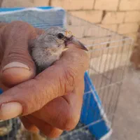 سهره، سهره کرمانی، سهره کال، جوجه سهره