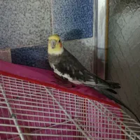 عروس هلندی دستی