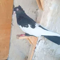 3جفت سینه چیش چنگ سفید سفید