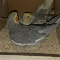 یک جفت عروس