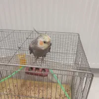 عروس هلندی دستی سخنگو نر