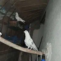 فروش جفت کبوتر