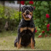 توله دوماهه ژرمن و روتوایلر سگهای اورجینال