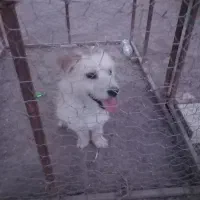 سگ پا کوتاه تربیت شده
