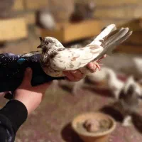 کفتر یا کبوتر پرشی گرفتنی شب