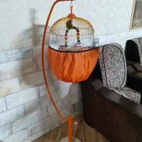 طوطی کوتوله