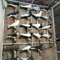 دسته رنگی شهری سینه طوقی دمبی