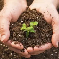 فروش کود ارگانیک و بیولوژیکی