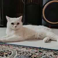 گربه اسکاتیش نر