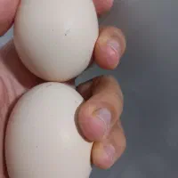 تخم مرغ محلی درجه ۱
