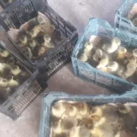 جوجه غاز