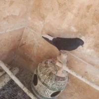 زاغ دم سفید