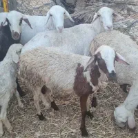 فروش گوسفند