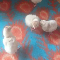 چهار عدد جوجه بوقلمون نژاد انگلیس