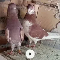 کفتر گرگی|پرنده|محمدشهر, محمدشهر|دیوار