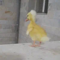 جوجه|حیوانات مزرعه|زاهدان, |دیوار
