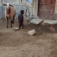 میش و بره|حیوانات مزرعه|گل تپه, |دیوار