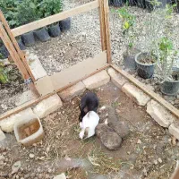 تعدادی بچه خرگوش