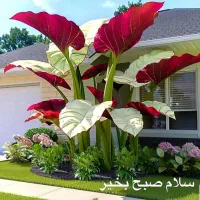 بنا ساختمان