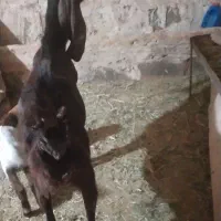 شاه بزپاکستانی درجه یک
