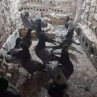 کفتر|پرنده|تربت جام, رضاآباد|دیوار
