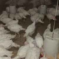 یک ماه جوجه زرین بوقلمون