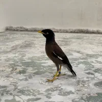 مرغ مینا نر شاه تخم تازه دون خور