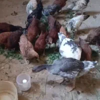 ۱۸ تا مرغ و خروس جوجه بهاری واکسن زده شده