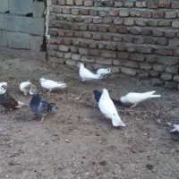 کفتر|پرنده|ویلکیج, |دیوار