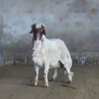 شک وران قوچ هترو از گوسفند و میش چند قلوزا