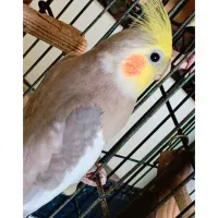 فروش ۴ عدد عروس هلندی