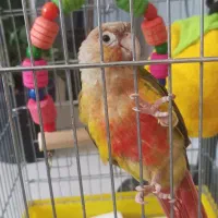 گرینچیک با قفس