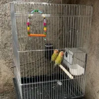 طوطی برزیلی جفت