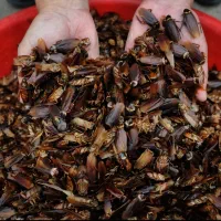 انواع سَم و ژل سوسک کش