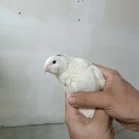 جوجه بلدرچین ۲۳ روزه ۱۰۰ عدد
