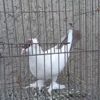 کفتر راهب