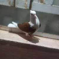 دوکت سرخ