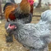 مرغ و خروس