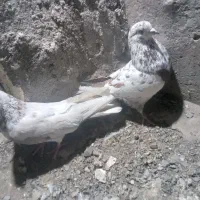 کفتر|پرنده|بم, |دیوار