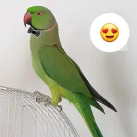 طوطی ملنگو سبز