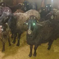 قوچ‌وبره‌قوچ‌همو‌زیگوت‌وهترو‌