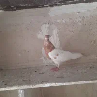 کفتر|پرنده|کرج, پیشاهنگی|دیوار
