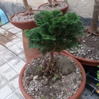 درخچه های بنسای