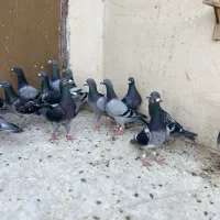 کفتر پرشی آلمانی نر شهرستان