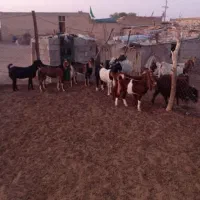 بز چاق