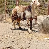 شیشک قوچ پلنگی