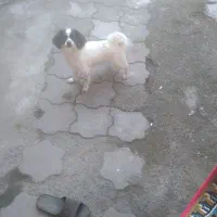 سگ کوچولو با اصالت
