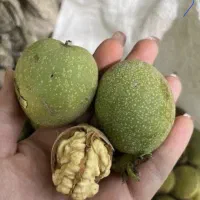 گردو تکون